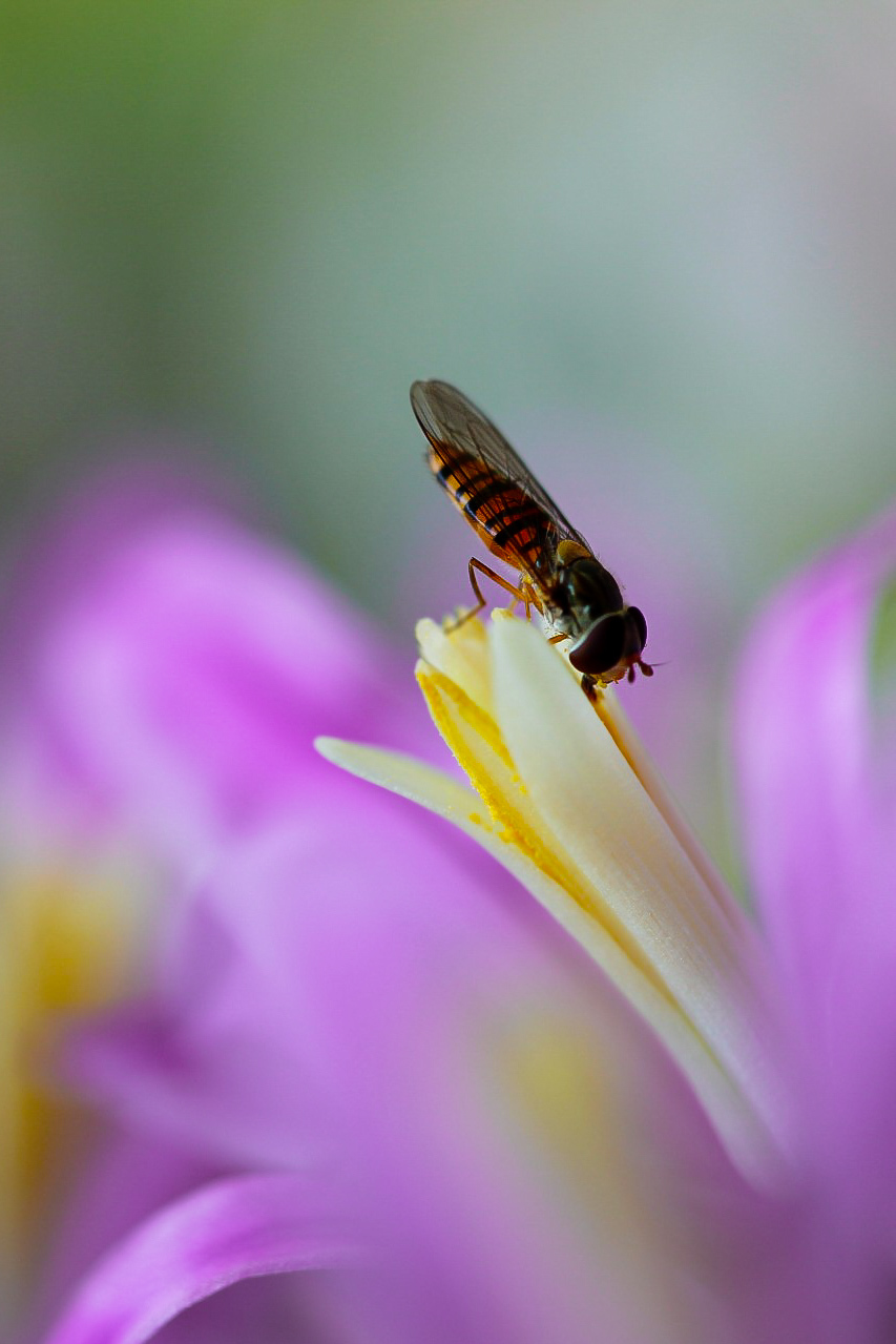 Macro - - - foto door jschaapman op 29-07-2020