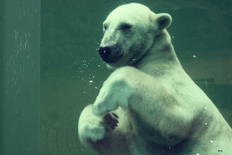 Polar Bear