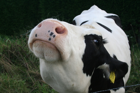 Nieuwsgierige koe