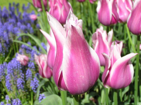 Keukenhof 2005