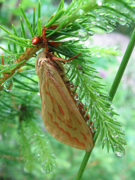 Vlinder schuilend voor de regen