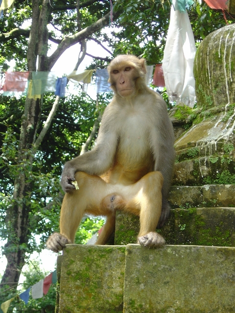 Aap Swayambhunath temple te Kathmandu, Nepal