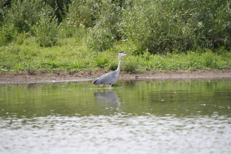 De Vissende Reiger