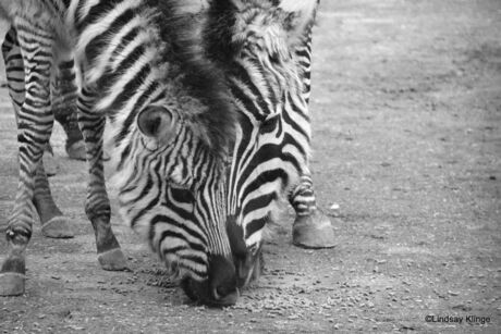 Jonge zebra met moeder