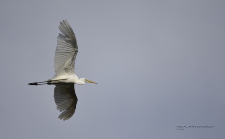 Grote zilverreiger