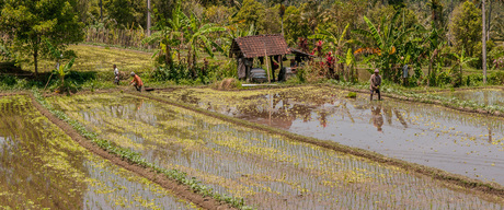 Rijstvelden van Bali