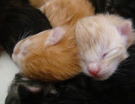 Noorse Boskat kittens!!! en wel 10 stuks.... zie onze website: www.catteryvanrinige.web-log.nl