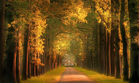 Wonen in het bos