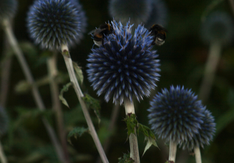 Bijen op bloem