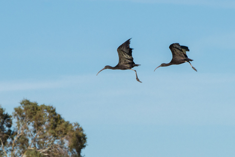 zwarte ibis herzien 2