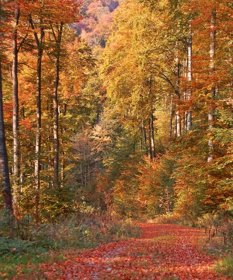 Herfst in de Harz