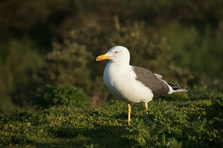 Meeuw in avondlicht