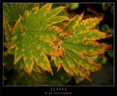 HB Leaves