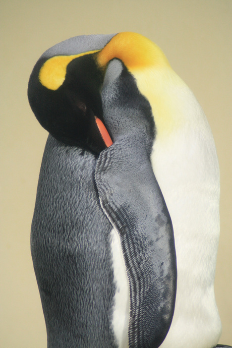 Koningspinguin