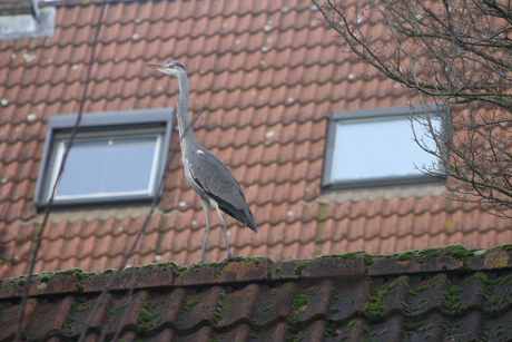 Reiger