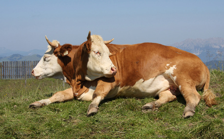 Koe met 2 koppen?