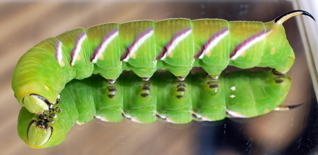 liusterpijlstaartrups