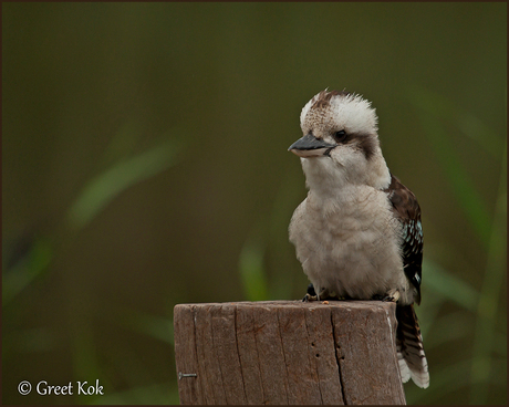 Kookaburra