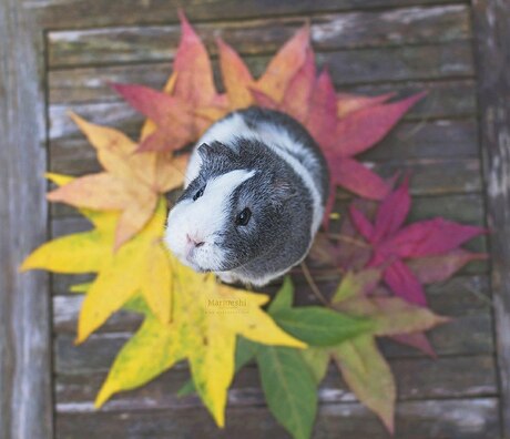 Autumn Rainbow