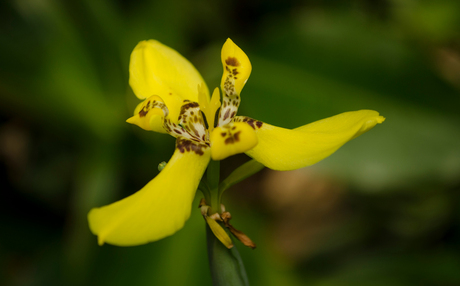 Gele bloem