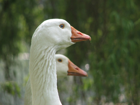 duck 2