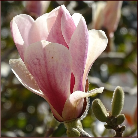 magnolia