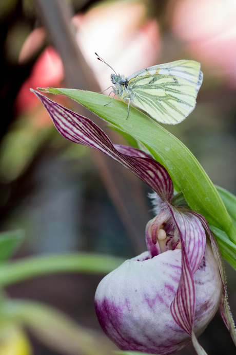 klein geaderd witje op cypripedium@zoom