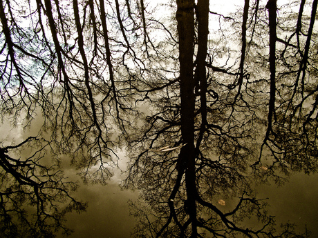 Reflectie van bomen