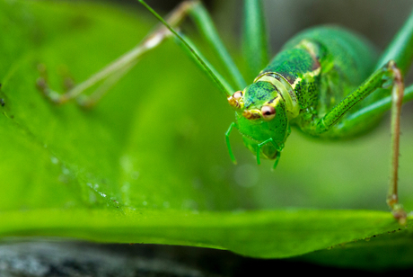 Little green monster