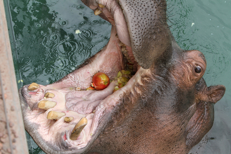 Hongerige nijlpaard
