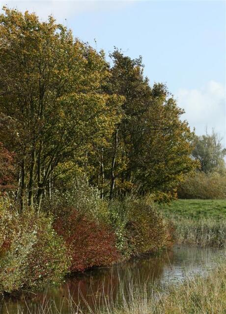 Biesbosch