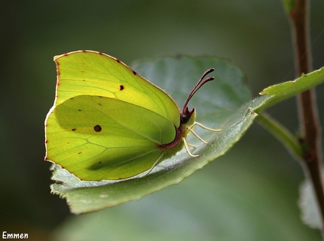 Citroenvlinder