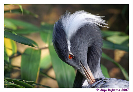 Kraanvogel