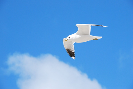 Meeuw op Texel