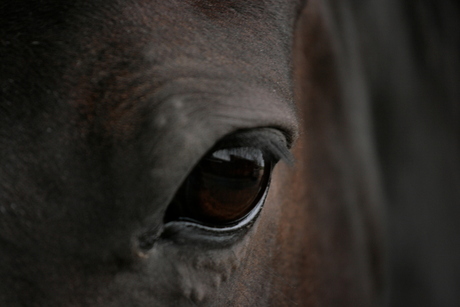 A horse eye