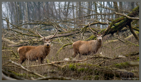 Edelherten in de OVP