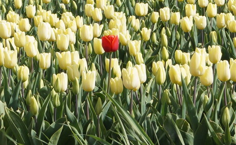 rode tulp in witte tulpen