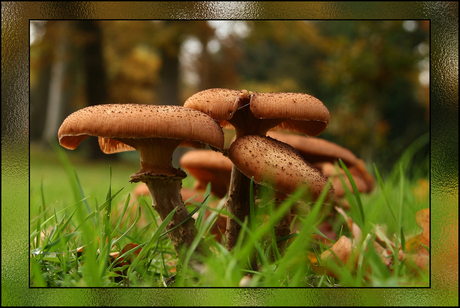 Paddenstoelen