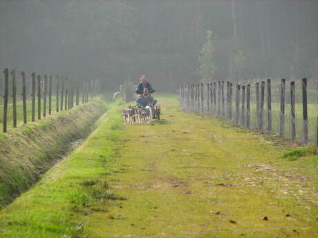 Slede honden training