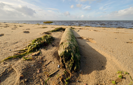 Wrakhout aan de kust van Esjberg denemarken