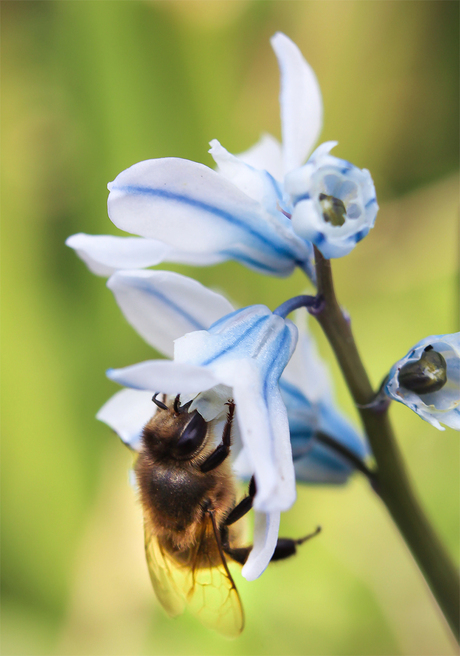 Bij snoept van een bloem