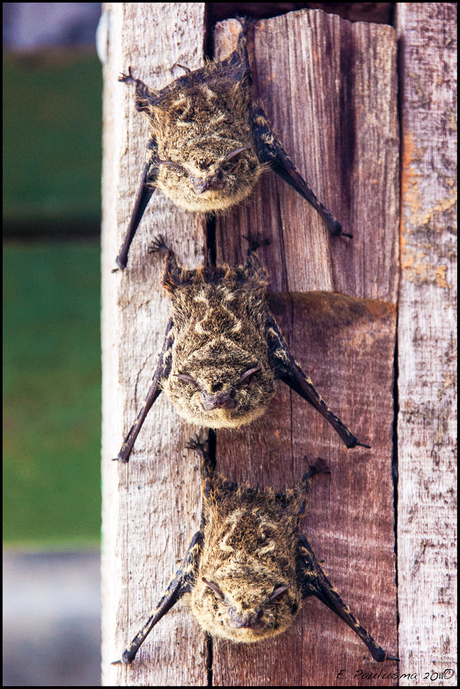 3 little bats