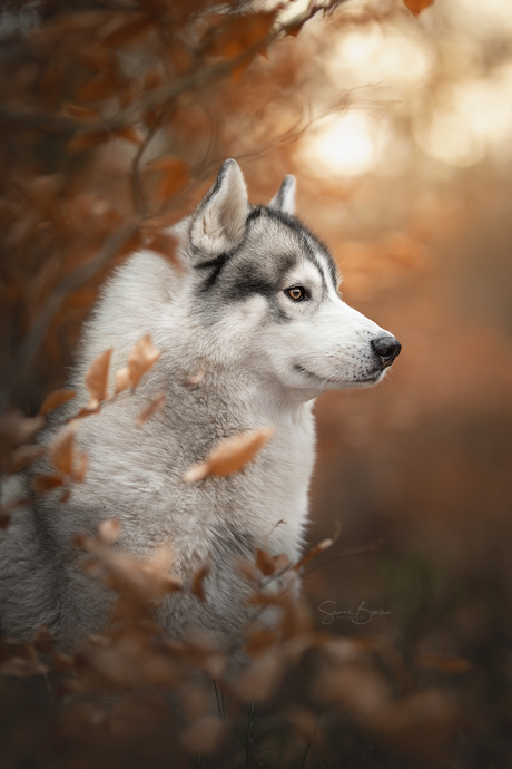 Finn in het bos