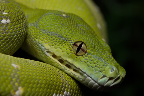 Green tree python