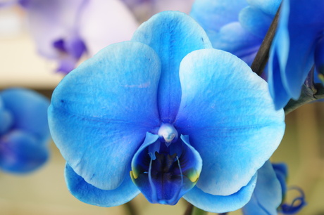 orchidee blauw