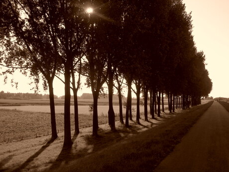 Door de bomen de polder zien II