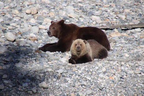 Big grizzly with small grizzly