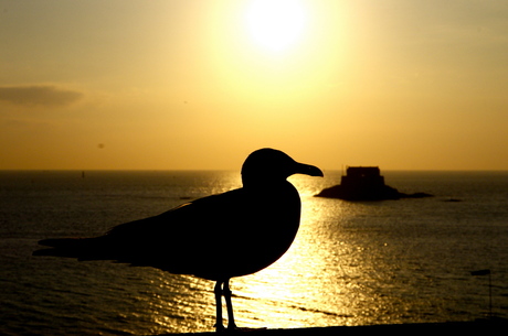 Seagull sun set