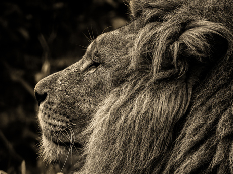 Lion in BW