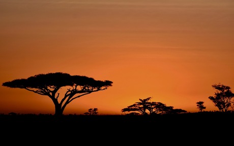 sleepless in the Serengeti